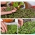 nasiona Microgreens Orientale - niezwykły smak i aromat swikx57